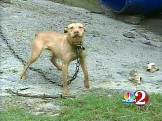 are female dogs used in dog fighting